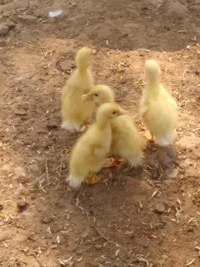 Raju's dairy farm business photograph