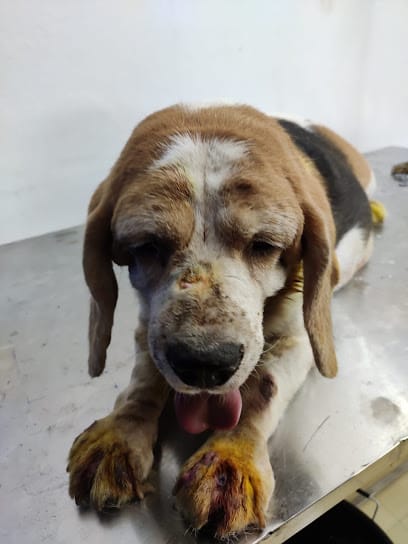 PETVETCURE | Best Pet Clinic For Dog, Cat,Rabbit and all type of Pet business photograph