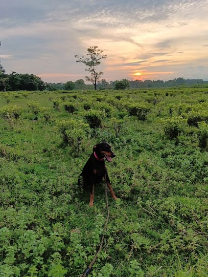 Dogyz World business photograph