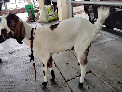 IVR vet doctors home visit business photograph