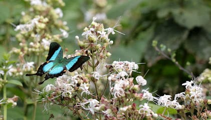 Sammilan Shetty's Butterfly Park business photograph