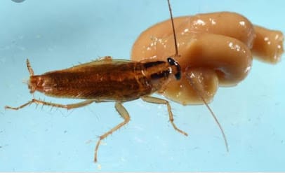 Mahesh Pest Control Services business photograph