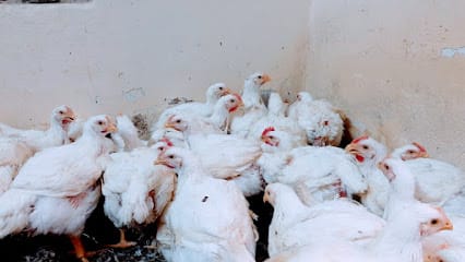 Sanu Chicken Stall business photograph