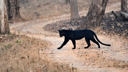 Jungle Trail business photograph