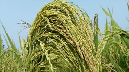 Sashyashree Agri Processing Pvt. Ltd. business photograph