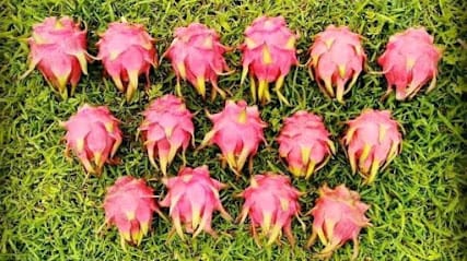 Yashoda AgrooTech business photograph