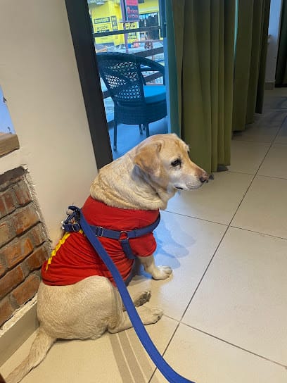 Elly Pet Paradise | Cat Day Care | Cat Boarding business photograph