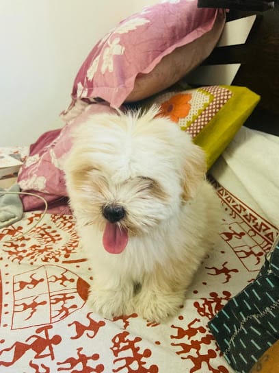 Puppies N Buddies | Best Petshop in Amravati business photograph