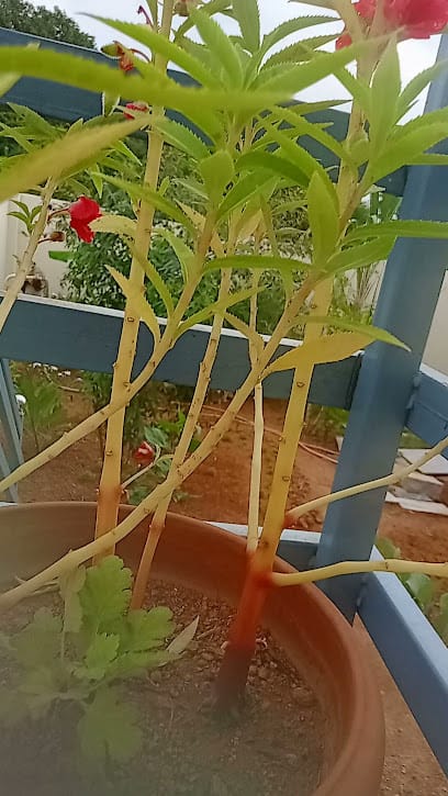 shree Dershnapur Computer Center shahapur ಶ್ರೀ ದರ್ಶನಾಪೂರ ಕಂಪ್ಯೂಟರ ಸ್ಟೊರ ಶಹಾಪೂರ business photograph