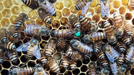 COASTAL HONEY BEE FARM KINNIGOLI - MANGALORE business photograph
