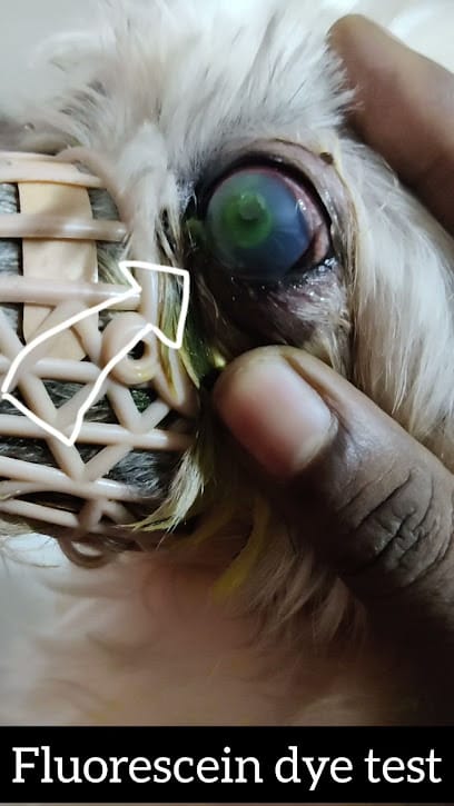 Super vet (Doorstep expert veterinary care) business photograph