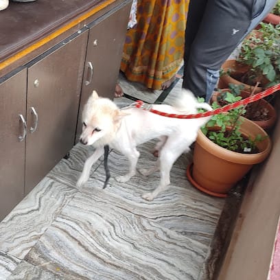 Home Pet Spa business photograph