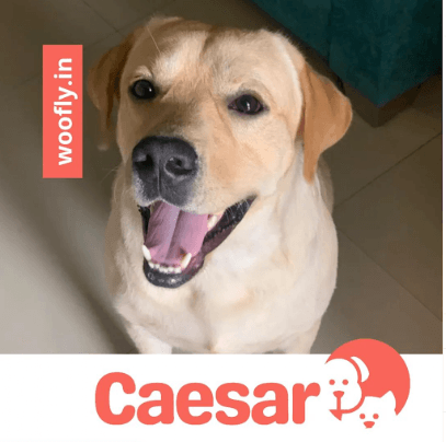 Woofly.in - doorstep grooming services business photograph