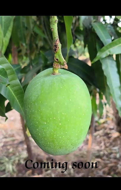 HARSH MANGO SUPPLIER business photograph