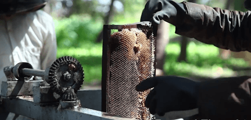 Certified Organic Raw Honey business photograph