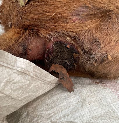 UNIVERSAL PET CARE (Home services and pet clinic) business photograph