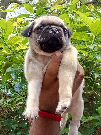 PET N VET business photograph