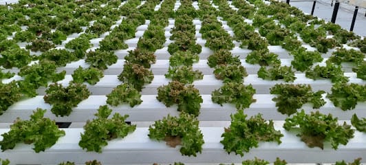 Gabbar Farms - Hydroponics & Organic Farm. Buy Exotic Fruits & Vegetables in Ahmedabad, Gandhinagar business photograph