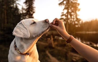 DEFENCE DOG TRAINING AND BOARDING SERVICES business photograph