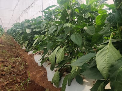 Sai Organic Farm business photograph