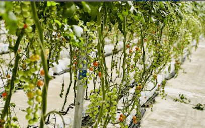 Sumegha Agrotech (Fresh Farm) business photograph