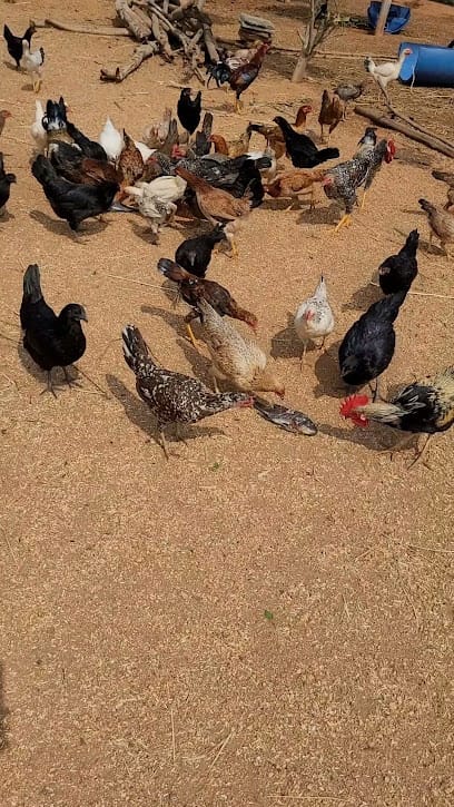 Pure Natukodi Chicks / Pasture Raised Desi Eggs / Free Range Country Chicken / Native Small Natu Kodi Eggs business photograph