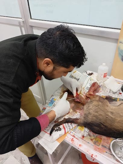 Dr. Yadav's Pet Clinic (Kalwar road Jaipur) business photograph