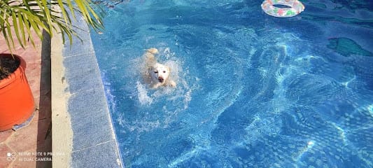 Pet's inn dog consultation business photograph
