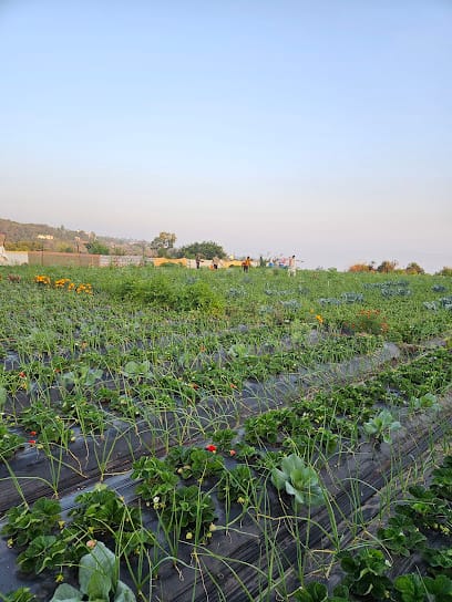 Madhur Strawberry Farm business photograph