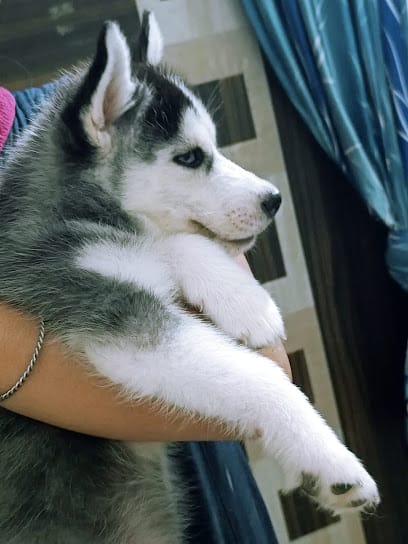 The Pet Castle business photograph