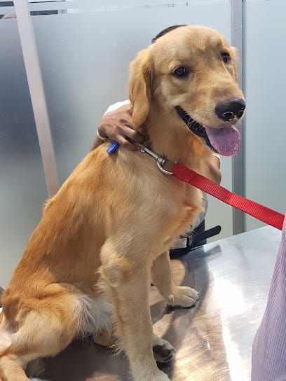 Pawsome Paws business photograph