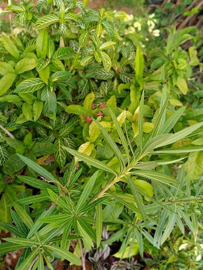 Sri Anjanadri Nursery business photograph