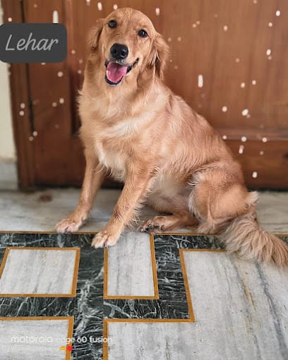 Walia dog boarding(No Cages) business photograph