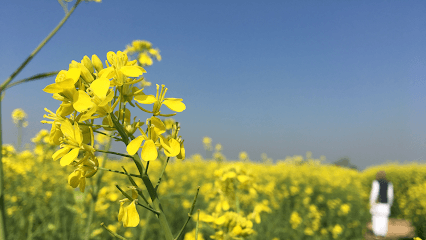 Shakti Vardhak Hybrid Seeds Pvt. Ltd. business photograph