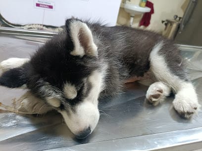 UniVet Pet Clinic business photograph