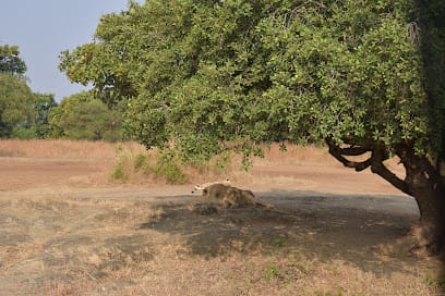GIR Safari business photograph