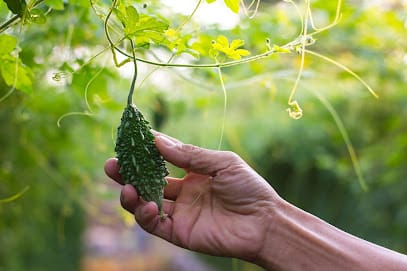 Nabanna Beej Bhander business photograph