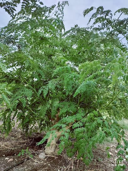 Aai Mogal Organics Pvt Ltd business photograph