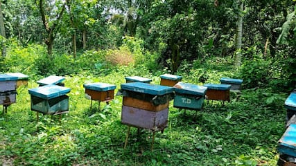 HoneyBazzar - Sundarban Honey and All Kinds of 100% Natural & Organic Honey Wholesaler and Retailer in Chinsurah, West Bengal business photograph