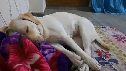 Ranjan's Pet Hostel business photograph