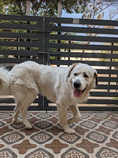 Sravan Pet Boarding & Training services business photograph