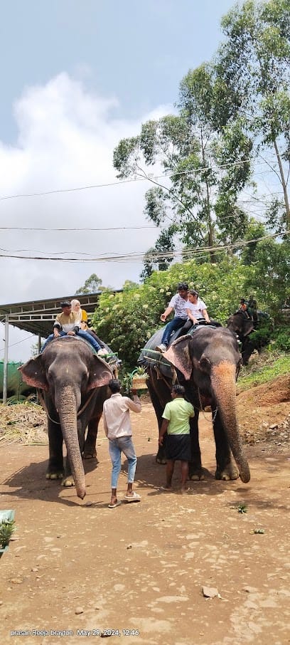 Munnar travel trip business photograph