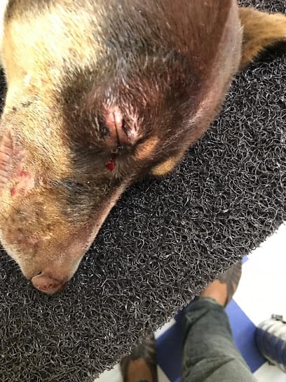 Panacea veterinary clinic business photograph