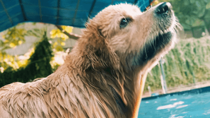 DCC Animal Hospital Grooming & Boarding business photograph