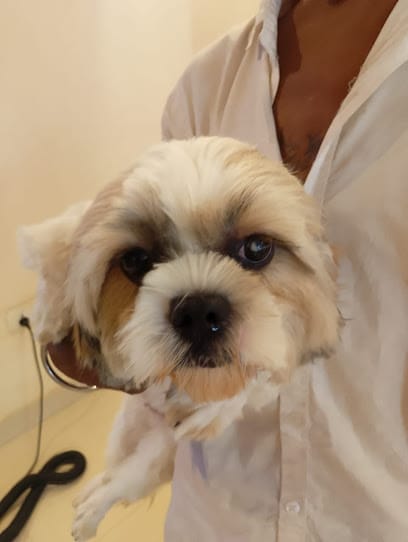 Pet Groomer At Home business photograph