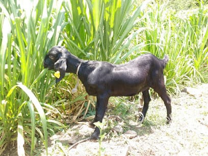 Ramchandra Farms OxyGoat business photograph