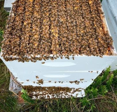 Himalayan Honey Bee Farm (Pure pahari organic honey ) business photograph