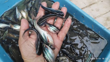 Syon Fisheries Fish seed Hatchery - fish farming consultancy business photograph