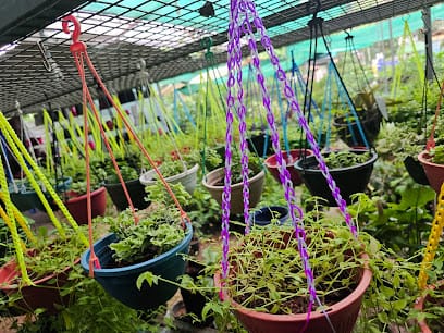 PR Gardens Agro nursery business photograph