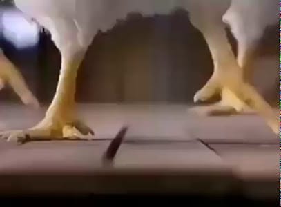 RAM REDDY FRESH CHICKEN business photograph